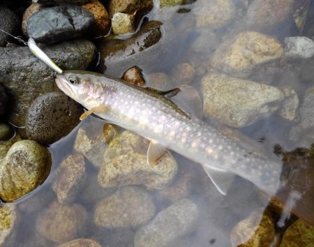 渓流ベイトフィネス初挑戦